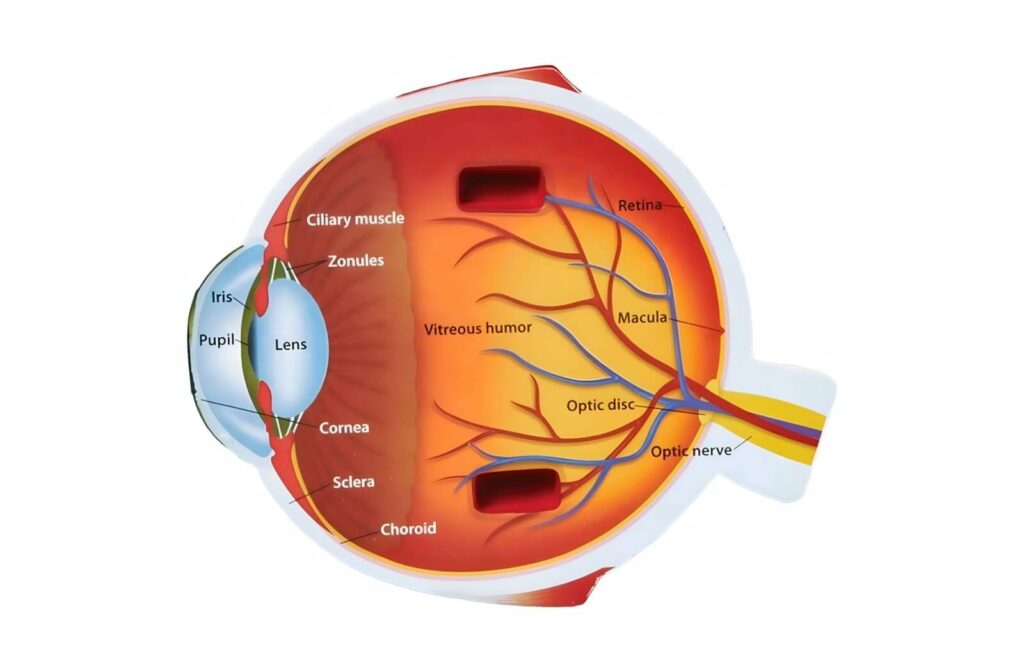 Cross-section of an eye showing where the macula is on the retina.